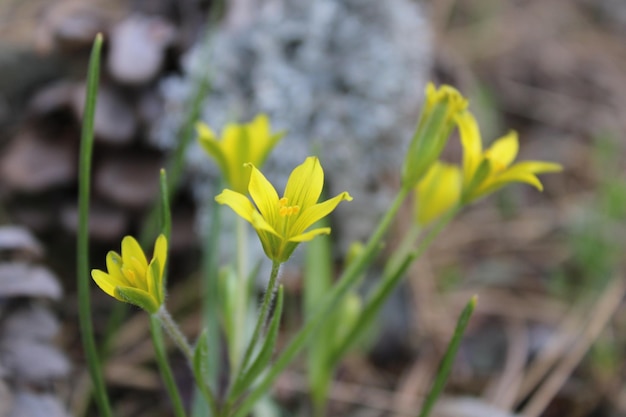 베들레헴의 노란색 별으로 알려진 Gagea lutea, 가족 백합과.