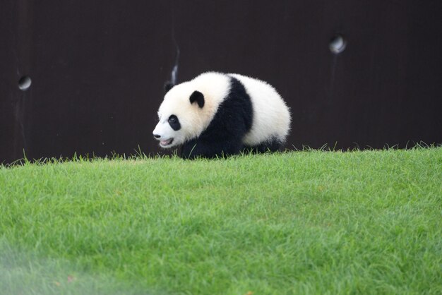 Foto il panda gaianto