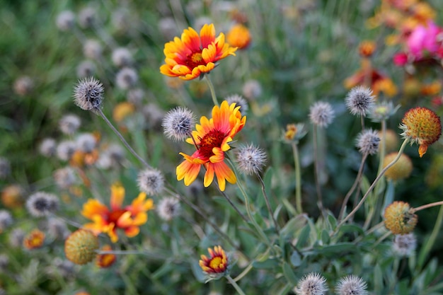 庭のガイラドリヤ。オレンジ色の花の背景イメージ。閉じる