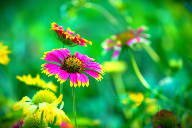 자연광에서 담요 꽃으로도 알려진 Gaillardia