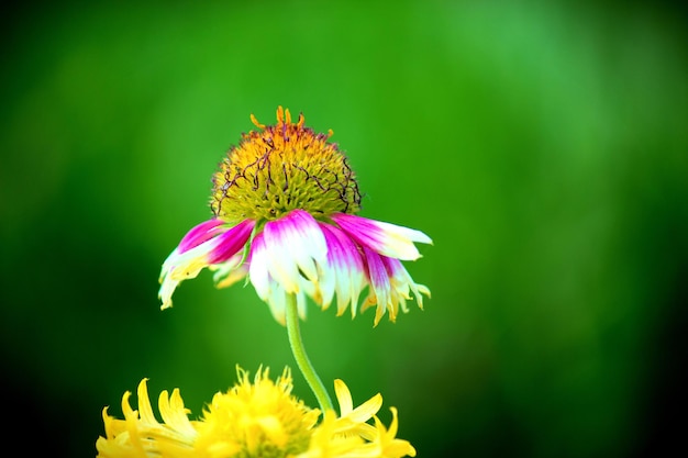 자연광에서 담요 꽃으로도 알려진 Gaillardia