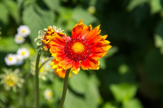 초원에 Gaillardia (담요 꽃)