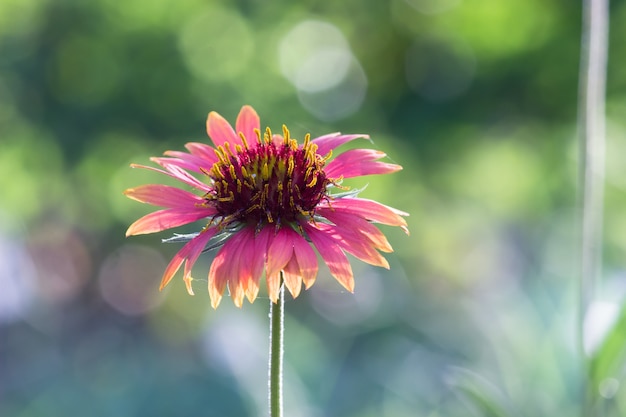 gaillardia flower in full bloom in a public park in india