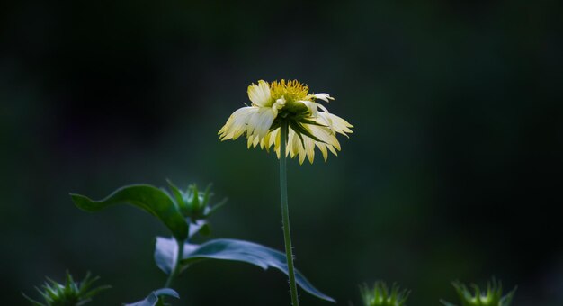 Gaillardia ook bekend als dekenbloem op donkere achtergrond