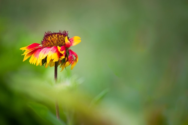 Gaillardia ook wel bekend als dekenbloem in volle bloei