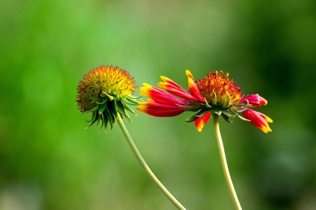 Gaillardia ook wel bekend als dekenbloem in volle bloei