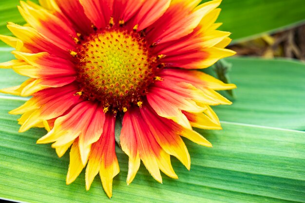 Gaillardia pulchella. Яркие летние цветы на зеленых листьях. Крупный план. Макросъемка. Естественный естественный фон.