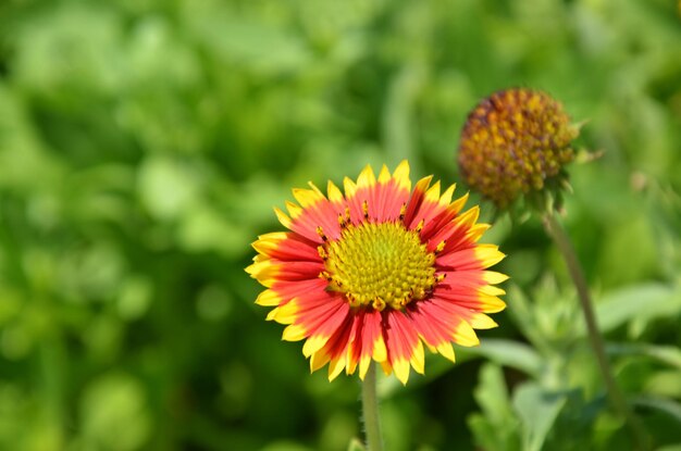 Gaillardia pulchella in the park