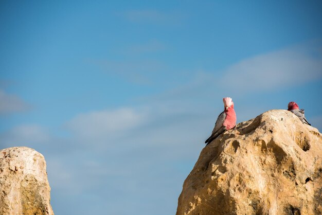 Photo galah australia cacatua close up portrait