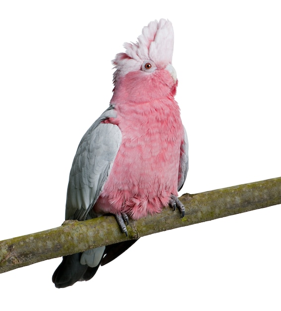 Uccello di galah - eolophus roseicapilla isolato su bianco