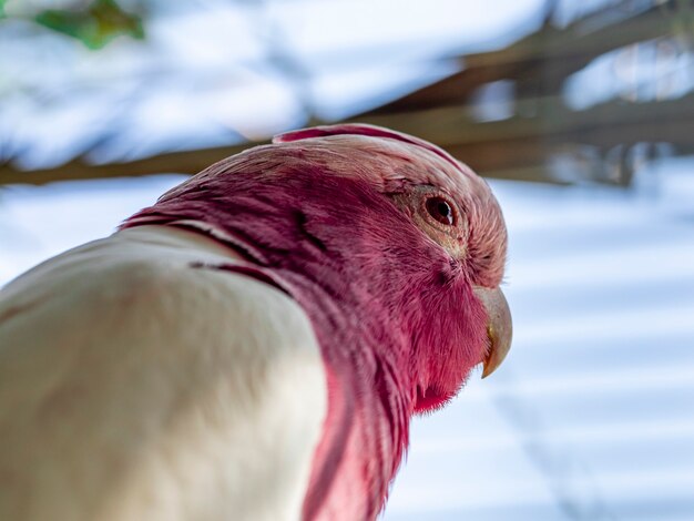 The galah (eolophus roseicapilla), also known as the pink and grey, is one of the most common and widespread cockatoos.