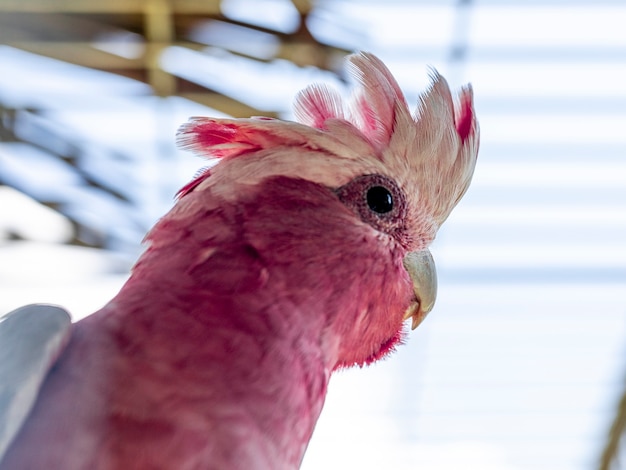 The galah (Eolophus roseicapilla), also known as the pink and grey, is one of the most common and widespread cockatoos.