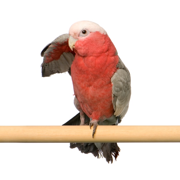 Galah geïsoleerd