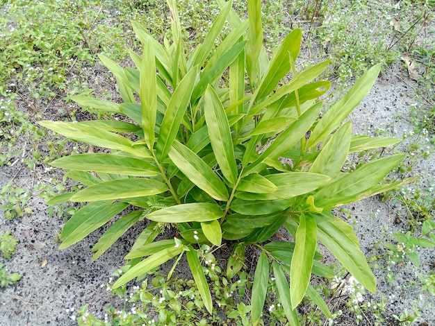 Photo galangal or alpinia galanga. galangal tree in the garden. galangal leaves texture.