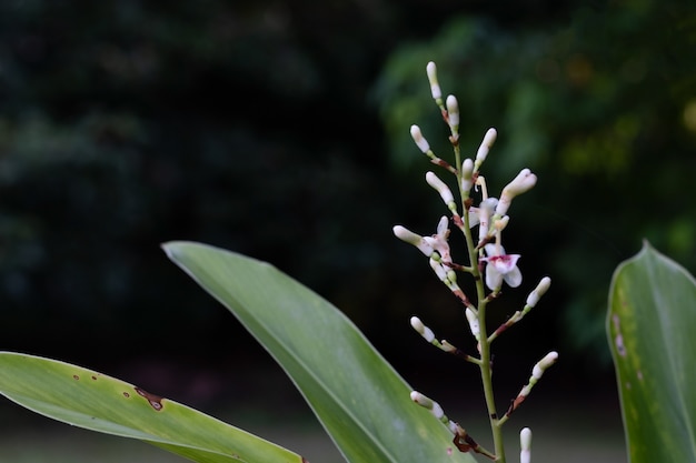 ガランガルの花は庭に咲いています。