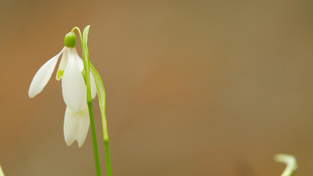 Galanthus nivalis early springtime flowers snowdrop perennial herbaceous plant in amaryllidaceae