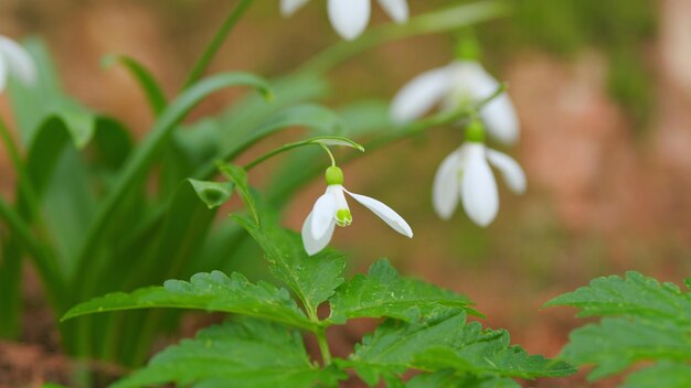 Фото galanthus nivalis цветы с стеблями и листьями обычные снежинки цветут ярко-белые обычные