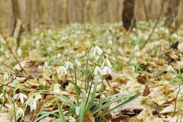 Galanthus nivalis в лесу в дикой природе весной цветут подснежники избирательный фокус