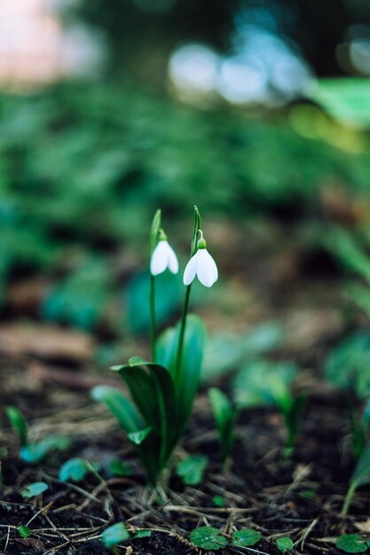 Galanthus nivalis, het sneeuwklokje of gewoon sneeuwklokje