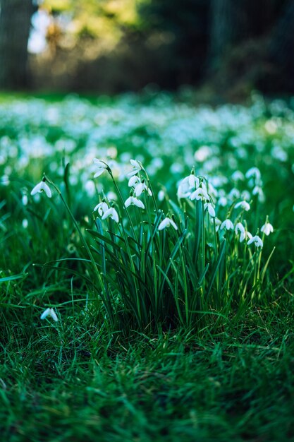 Galanthus nivalis, het sneeuwklokje of gewoon sneeuwklokje