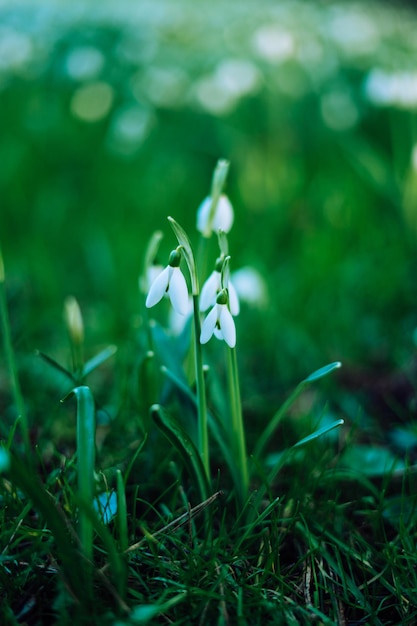 Galanthus nivalis, het sneeuwklokje of gewoon sneeuwklokje