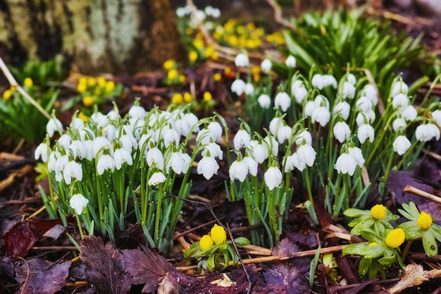 Galanthus nivalis was described by the Swedish botanist Carl Linnaeus in his Species Plantarum in 1753 and given the specific epithet nivalis meaning snowy Galanthus means with milkwhite flowers