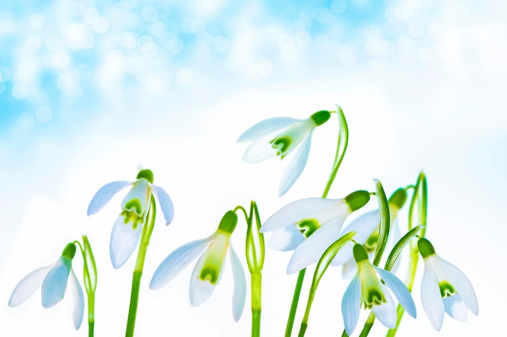 Фотография galanthus nivalis white springs цветок крупным планом с копировальным пространством