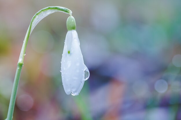 Galanthus, sneeuwklokje drie bloemen tegen de achtergrond van bomen.