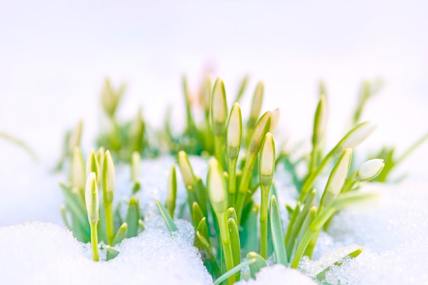 Galantus groeit uit de sneeuw.