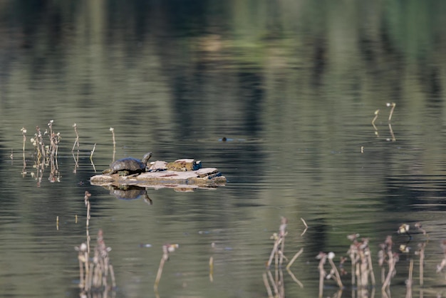 Galapago en el pantano