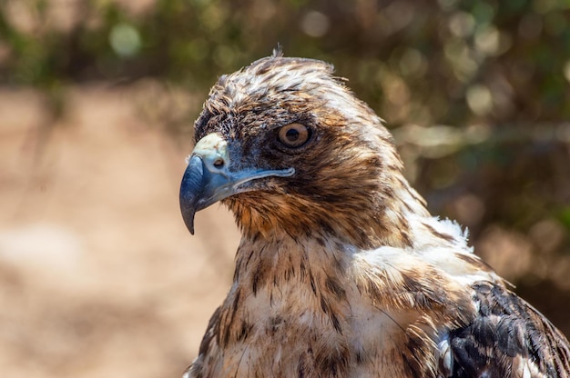 Galápagos bird