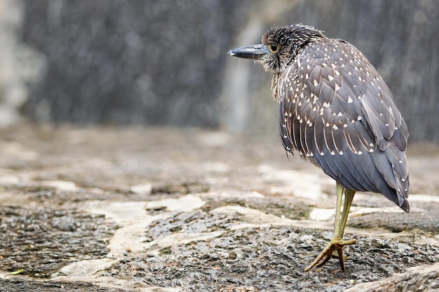 Galapagos gele gekroonde nachtreiger