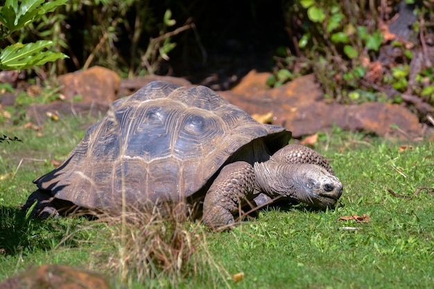 Galapagos Giant Tortoise Chelonoidis nigra