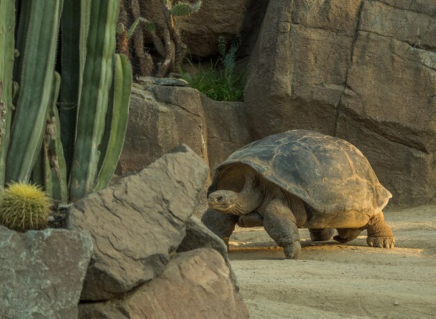 Foto tartaruga gigante delle galapagos sul campo