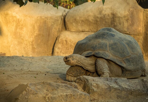 Foto tartaruga gigante delle galapagos sul campo