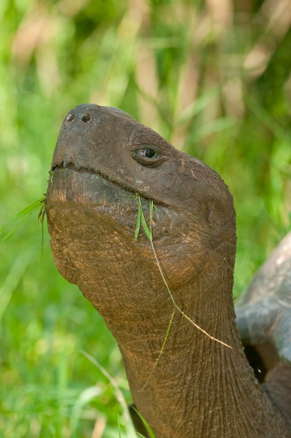 Galapagos Giant Tortoise Geocheline nigra adult feeding Santa Cruz island Galapagos Ecuador