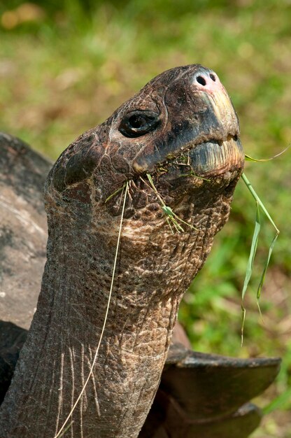 Galapagos Giant Tortoise Geocheline nigra adult feeding Santa Cruz island Galapagos Ecuador