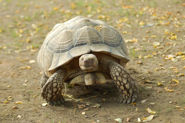 갈라파고스 자이언트 거북이, 거북이의 가장 큰 살아있는 종