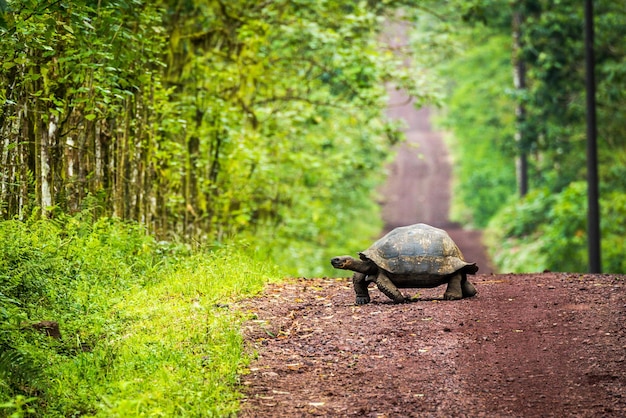 Foto tartaruga gigante delle galapagos sulla strada nella foresta