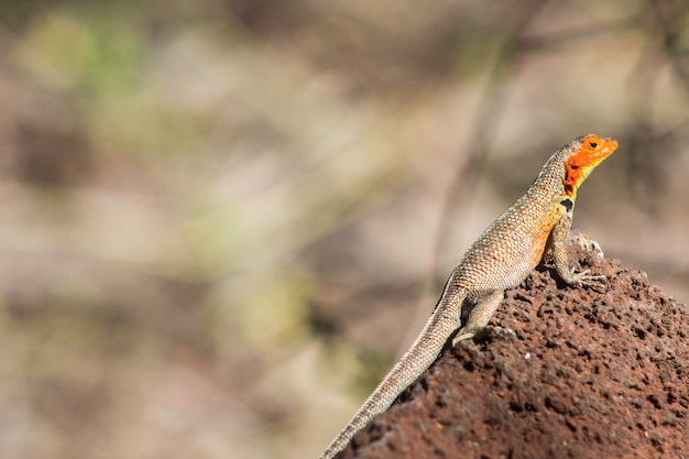 galapagos hagedis