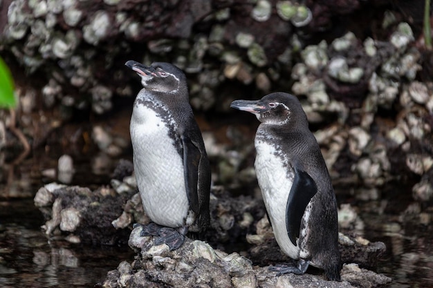 Galapagos Penguins Galapagos Islands Ecuador