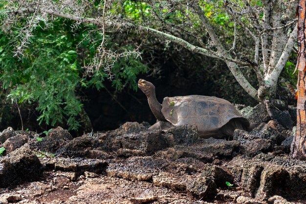 Galapagos reuzenschildpad eiland Santa Cruz op de Galapagos eilanden