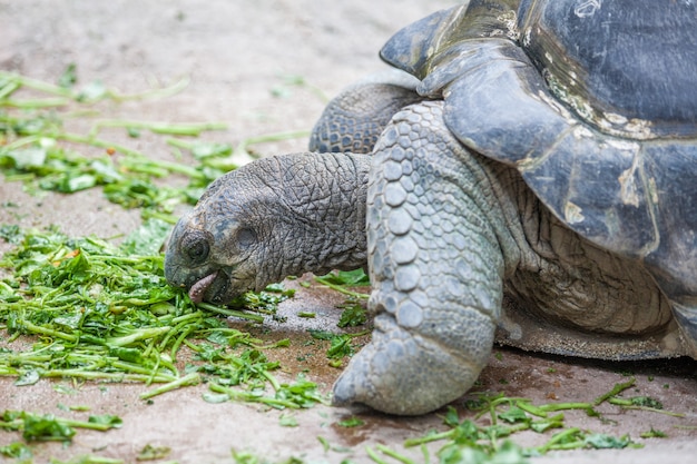 Galapagos-schildpad eten