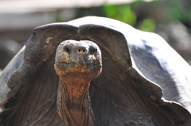 Galapagos-schildpad