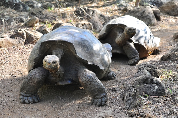 Galapagos-schildpad