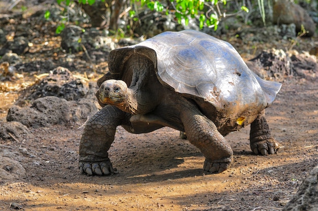 Galapagos-schildpad