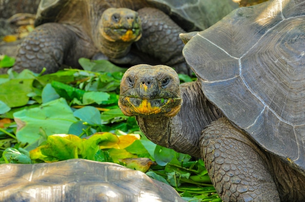 Galapagos-schildpad