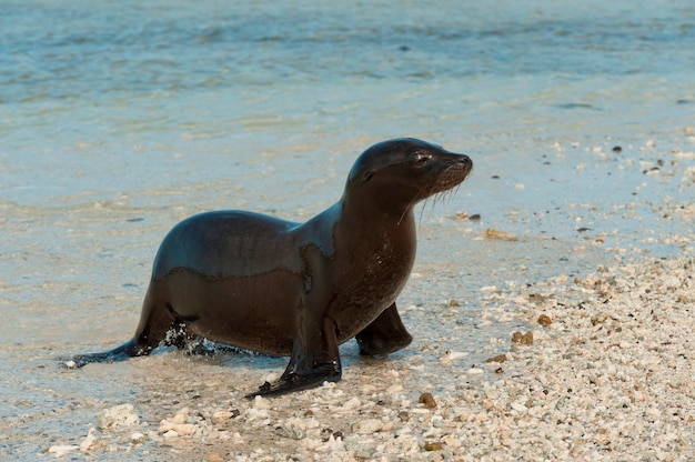 Galapagos sea lion (zalophus californianus wollebacki) on the\
beach, darwin bay, genovesa island, galapagos islands, ecuador