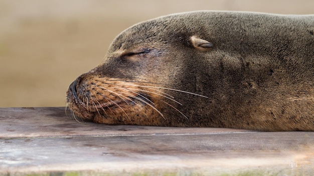 Foto il leone marino delle galapagos zalophus wollebaeki