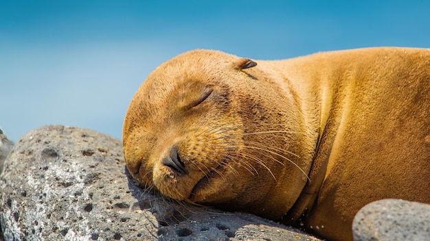 Galapagos sea lion